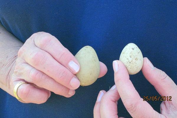 7. Identification.JPG -                                